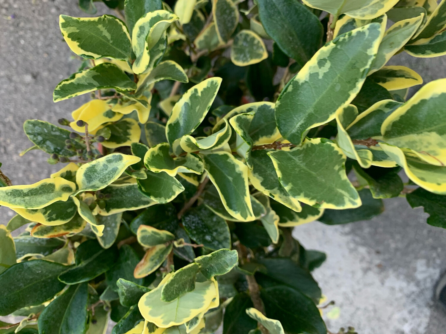 Ligustro Texano Variegato, Ligustrum texanum 'Silver Star' - vaso Ø24 cm Ligustro Texano Variegato, Ligustrum texanum 'Silver Star' - vaso Ø24 cm