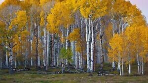 Betulla Bianca, Betula pendula - vaso 3 litri h120
