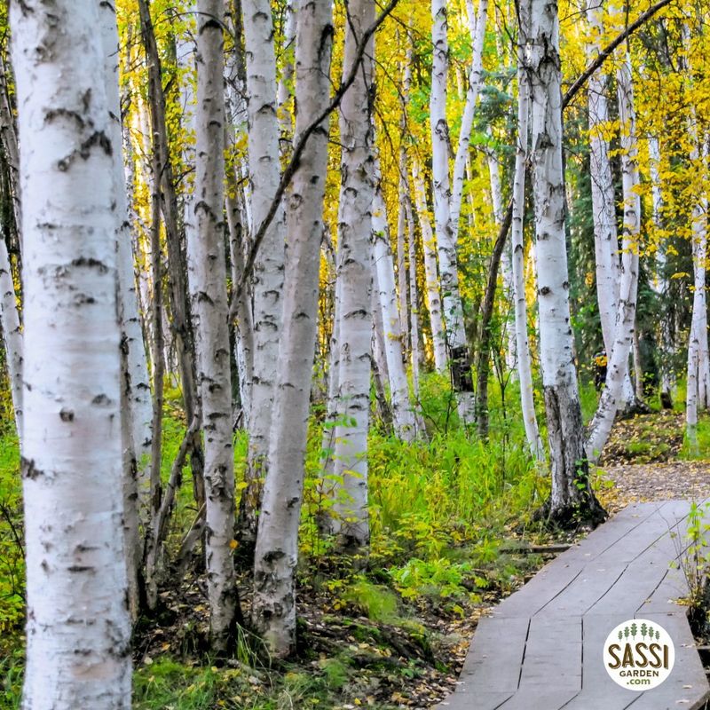 Betulla Bianca, Betula pendula - vaso 3 litri  h120