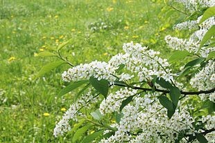 Prunus padus, Pado/Ciliegio a grappoli - vaso 3 litri h 100-120 Prunus padus, Pado/Ciliegio a grappoli - vaso 3 litri h 100-120
