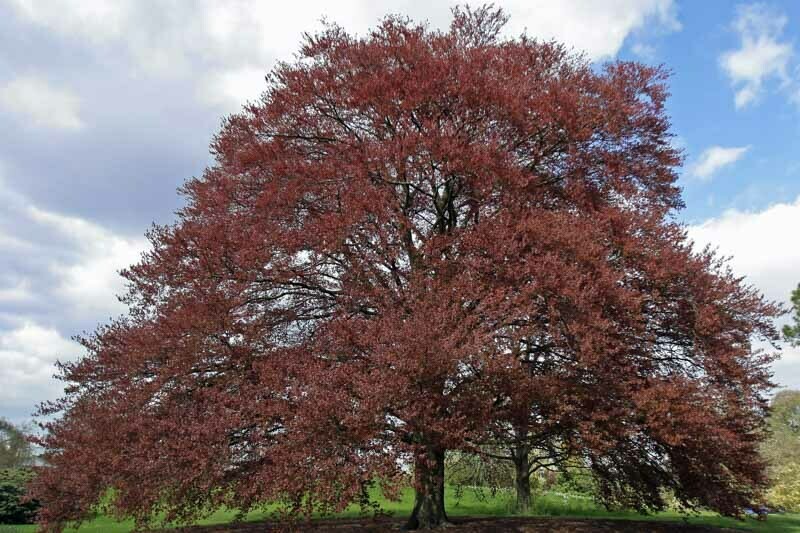 Fagus Sylvatica, Faggio Comune, Faggio Occidentale - vaso 3 litri, h 110-130 cm
