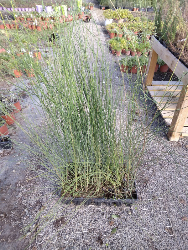 Spartium junceum, Ginestra di Spagna, Ginestra odorosa - alveolo Forestale, h 20/25cm