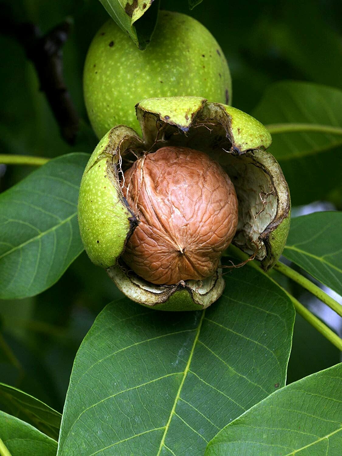Juglans regia, Noce da frutto, Noce bianco, comune, reale -  vaso 3 litri h90-110