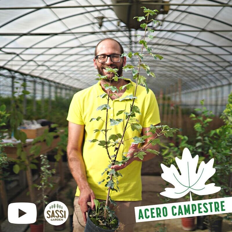 Acer campestre, Acero campestre vaso 3 litri H 120cm