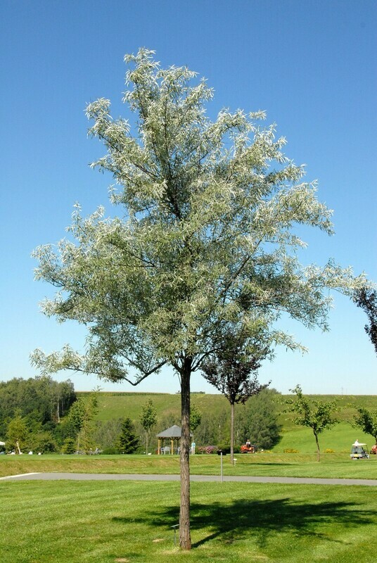 Elaeagnus angustifolia, Olivo di Boemia, Olivo russo - vaso 3 litri