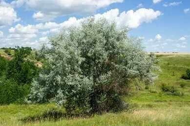Elaeagnus angustifolia, Olivo di Boemia, Olivo russo - vaso 3 litri Elaeagnus angustifolia, Olivo di Boemia, Olivo russo - vaso 3 litri