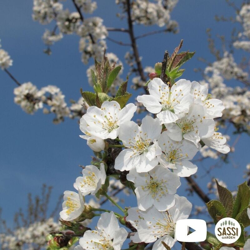Prunus avium, Ciliegio Selvatico - vaso 3 litri, h 100 cm