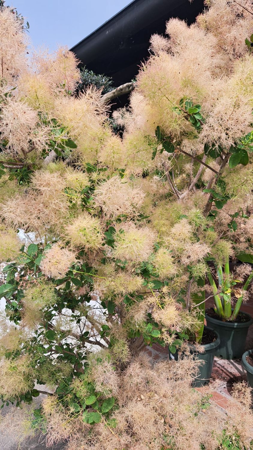 Cotinus coggygria, Scotano, Albero di nebbia - vaso 0,6 litri