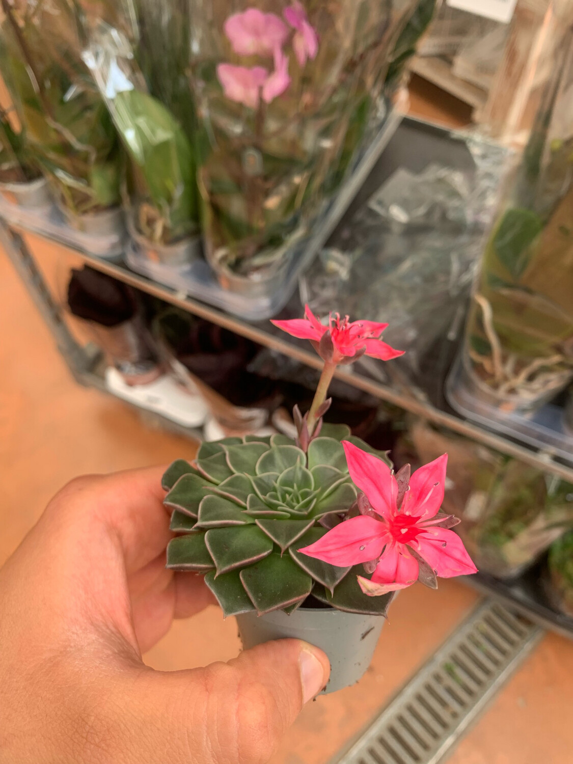 Tacitus bellus Graptopetalum bellum Tacitus bellus Graptopetalum bellum plant in brown pot Stock