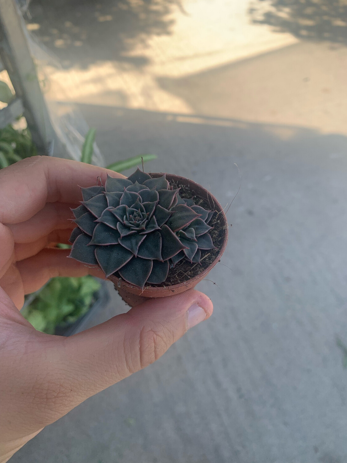 POWERS TO FLOWERS - GYMNOCACTUS TRIS MINI ROSSO, 3 PIANTE, VASO 5CM Diametro Pianta Vera B0bgsqlmd5