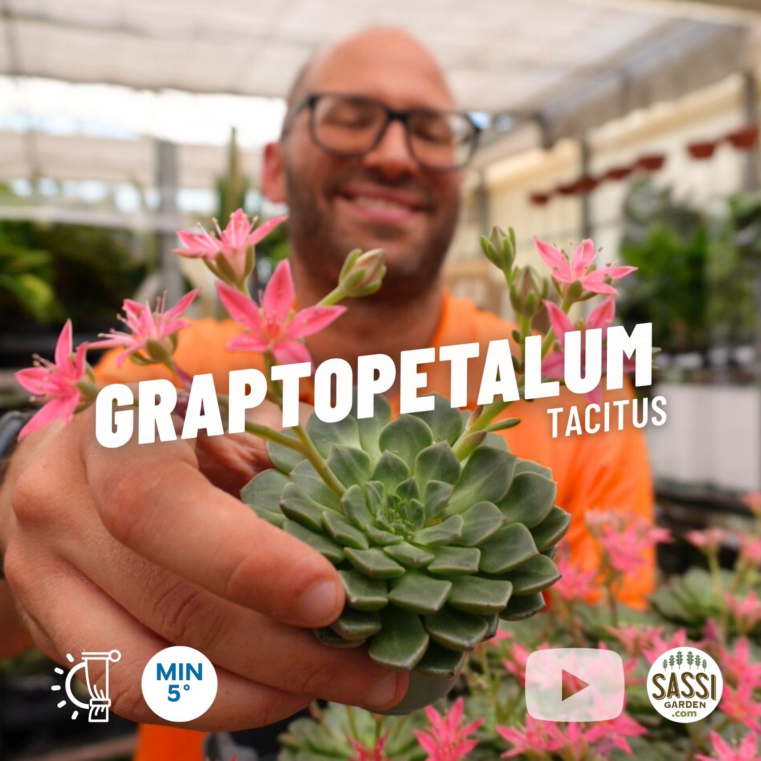 Graptopetalum tacitus - vaso Ø5,5 cm