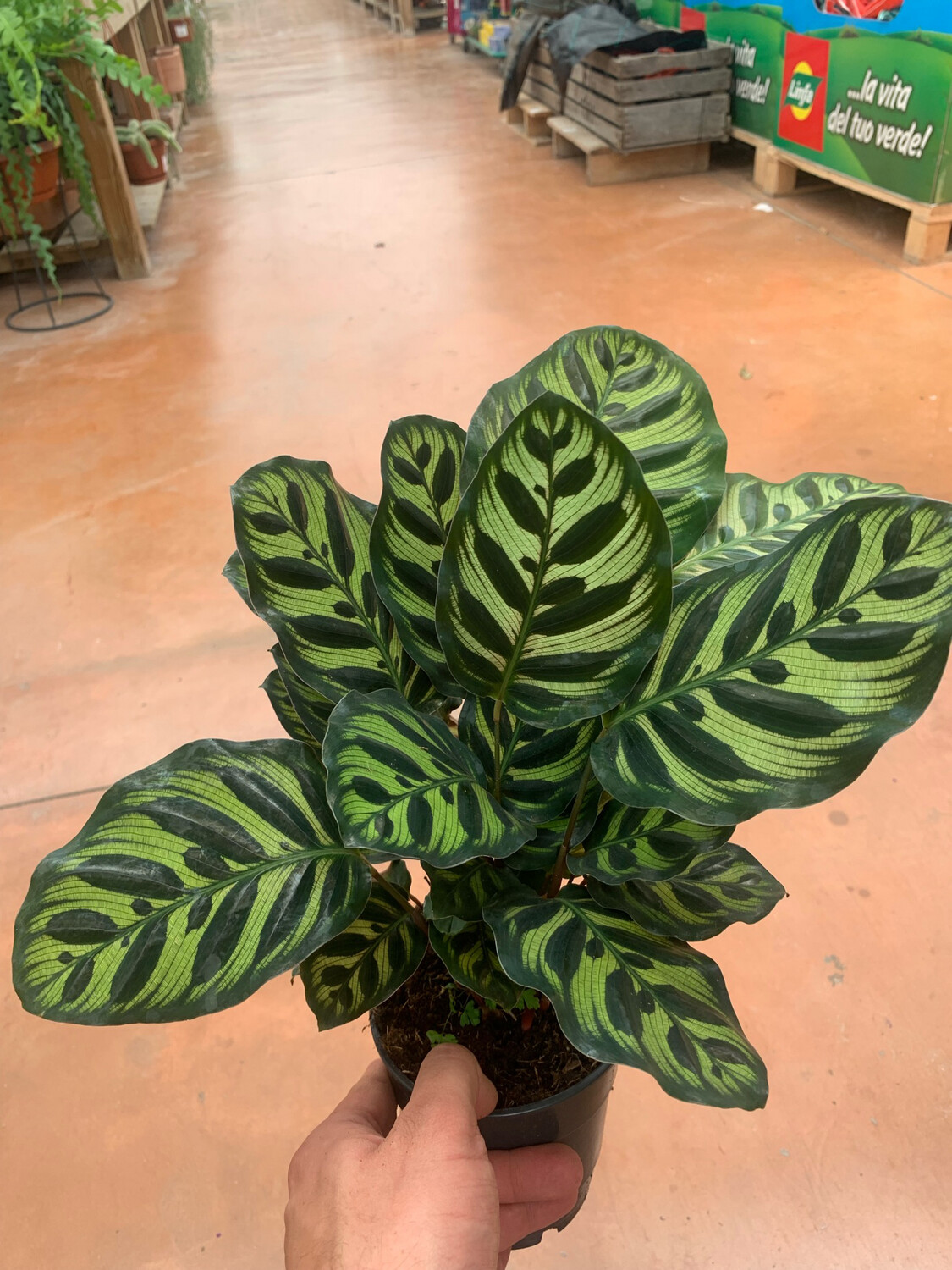 Calathea Makoyana, Calatea, Pianta Pavone - vaso Ø12 cm