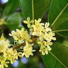 Osmanthus fragrans, Olea Fragrans - vaso Ø24 cm, h 60/70 Osmanthus fragrans, Olea Fragrans - vaso Ø24 cm, h 60/70