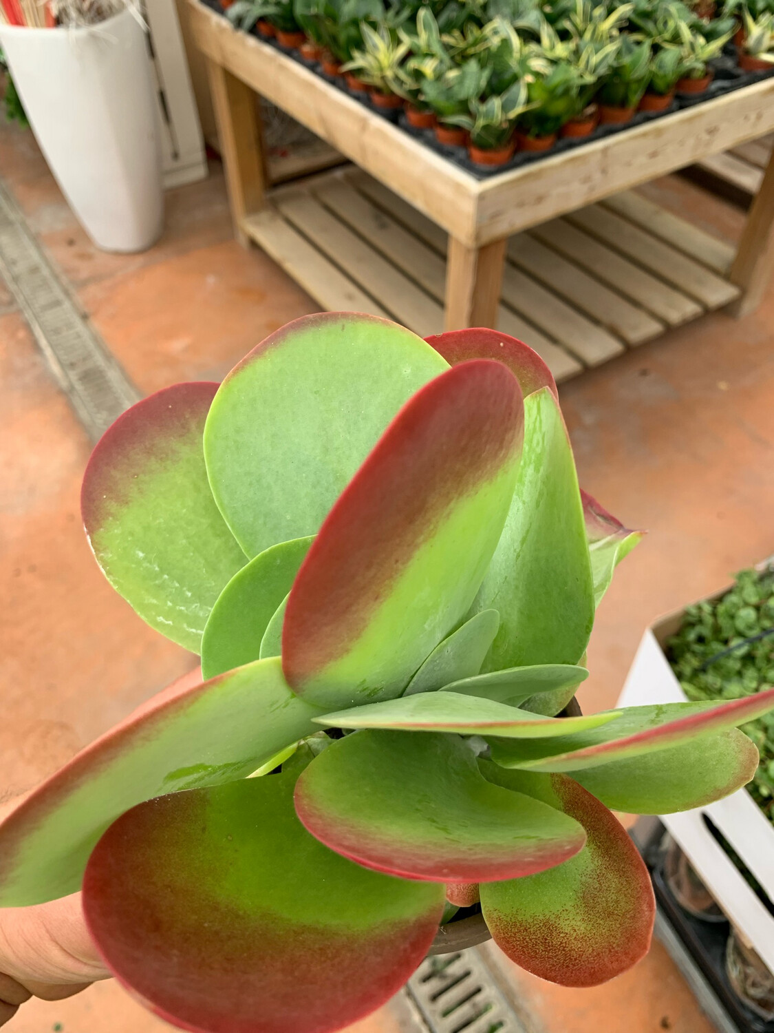 Kalanchoe thyrsiflora 'Flapjacks' - vaso Ø10 cm Kalanchoe thyrsiflora 'Flapjacks' - vaso Ø10 cm
