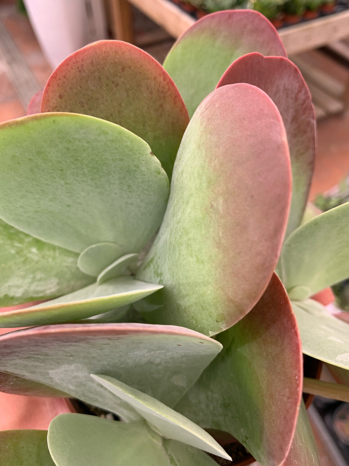 Kalanchoe thyrsiflora 'Flapjacks' - vaso Ø12 cm