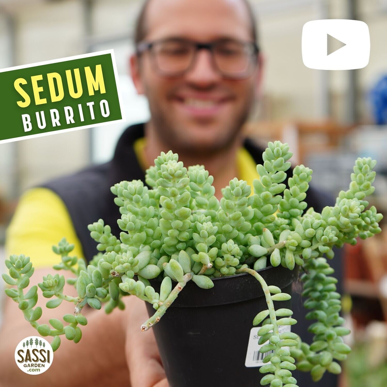 Coda d'Asino, Sedum burrito - vaso Ø10 cm Coda d'Asino, Sedum burrito - vaso Ø10 cm