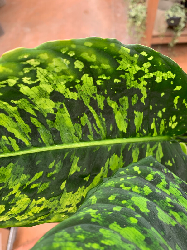Dieffenbachia Reflector - vaso Ø17 cm