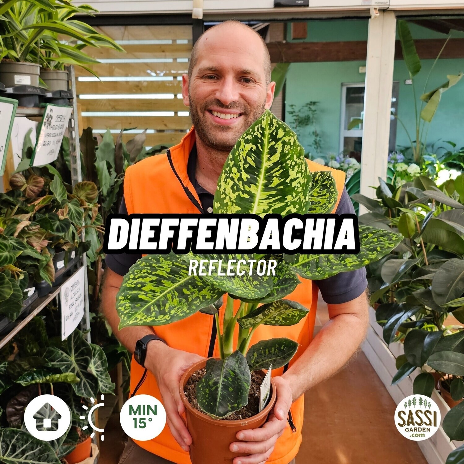 Dieffenbachia Reflector - vaso Ø17 cm