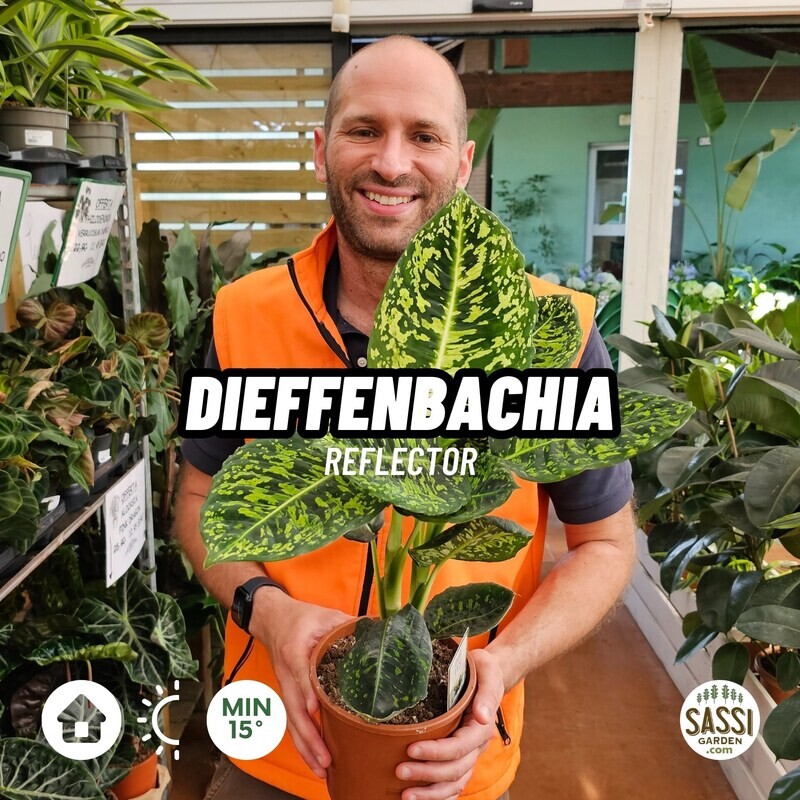 Dieffenbachia Reflector - vaso Ø17 cm Dieffenbachia Reflector - vaso Ø17 cm
