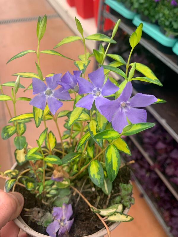 Vinca minor Aureovariegata Illumination, Pervinca - vaso Ø9 cm Vinca minor Aureovariegata Illumination, Pervinca - vaso Ø9 cm