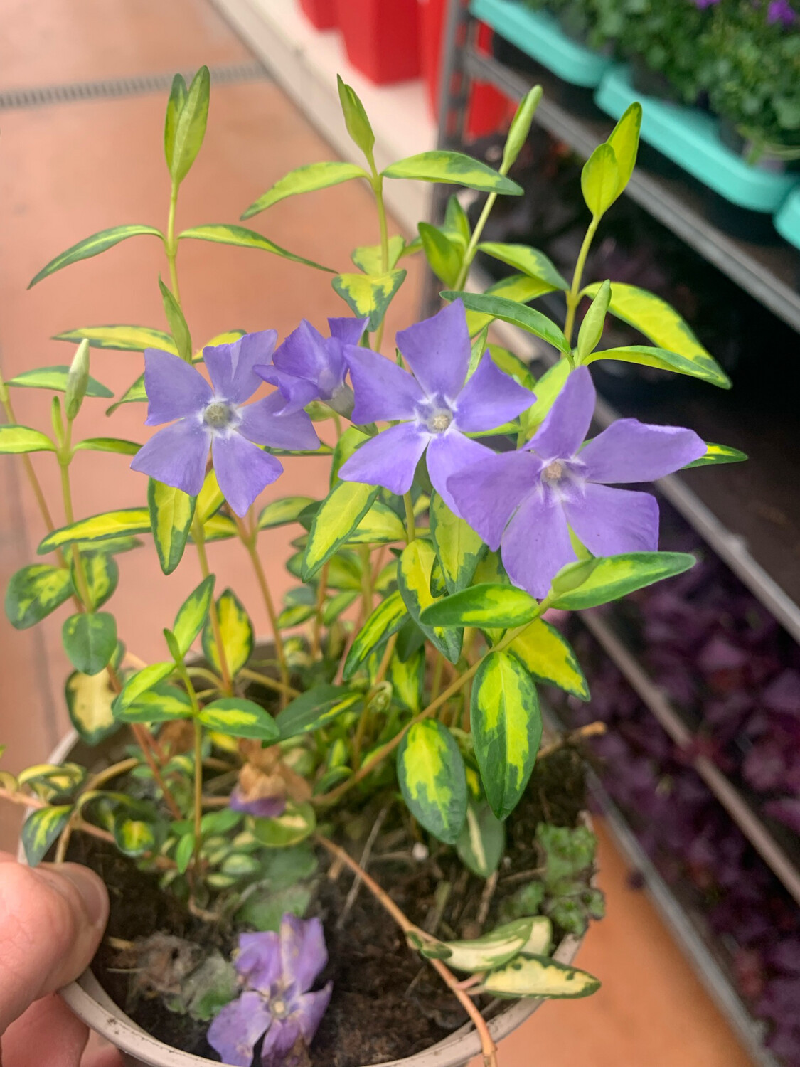 Vinca minor Aureovariegata Illumination, Pervinca - vaso Ø9 cm Vinca minor Aureovariegata Illumination, Pervinca - vaso Ø9 cm