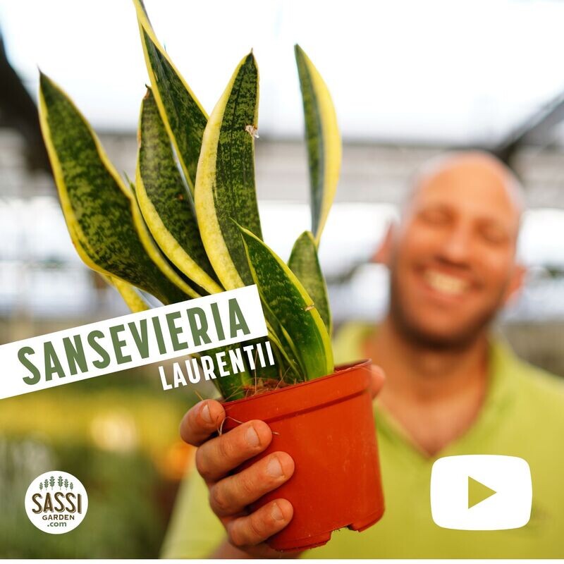 Sansevieria trifasciata 'Laurentii', Sansevieria Laurentii, Lingua di Suocera, Pianta serpente, Snake Plant - vaso Ø14 cm
