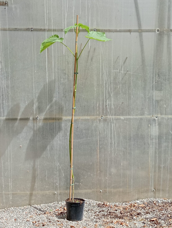 Paulownia Tomentosa, Pawlonia, Paulonia, Albero dei fazzoletti, Albero imperiale - vaso Ø22 cm, h 150 cm