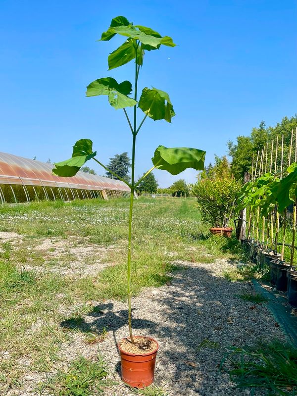 Paulownia Tomentosa, Pawlonia, Paulonia, Albero dei fazzoletti, Albero imperiale - vaso Ø22 cm, h 160 cm Paulownia Tomentosa, Pawlonia, Paulonia, Albero dei fazzoletti, Albero imperiale - vaso Ø22 cm, h 160 cm