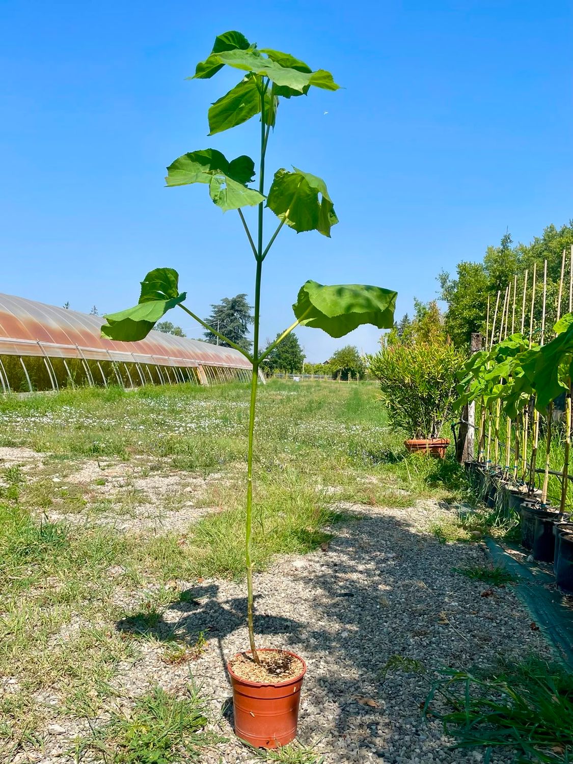 Paulownia Tomentosa, Pawlonia, Paulonia, Albero dei fazzoletti, Albero imperiale - vaso Ø22 cm, h 160 cm