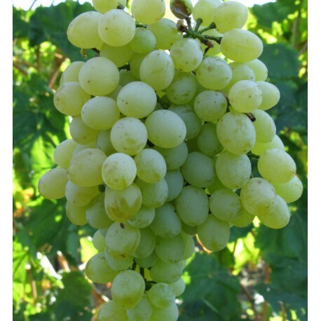 Vite da tavola Sultanina-  Vitis vinifera 'Sultanina' - VQ.12 quadro