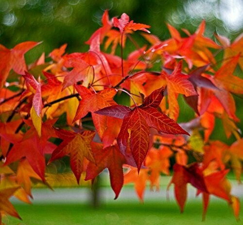 Liquidambar styraciflua, Storace americano - vaso 3 litri, h 110  cm
