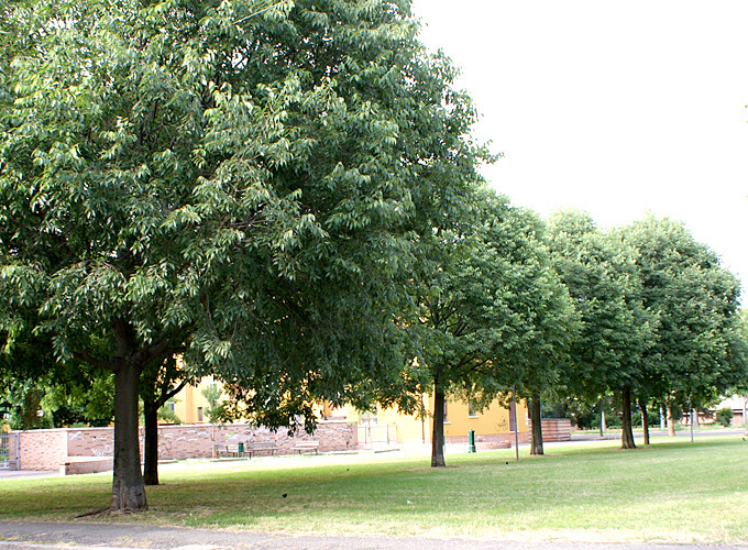 Celtis Australis, Bagolaro, Spaccasassi - vaso 3 litri, h 130 cm SCD