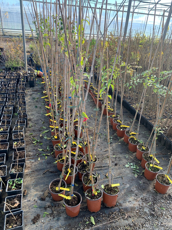 Celtis Australis, Bagolaro, Spaccasassi - vaso 3 litri, h 130 cm