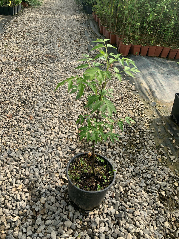 Azadirachta indica, Albero di Neem - vaso 2 litri Azadirachta indica, Albero di Neem - vaso 2 litri