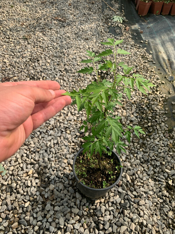 Azadirachta indica, Albero di Neem - vaso 2 litri