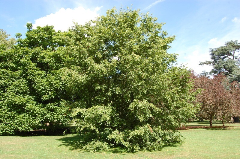 Carpino Nero, Ostrya carpinifolia, Ostria, Carpinella - vaso 3 litri h 120