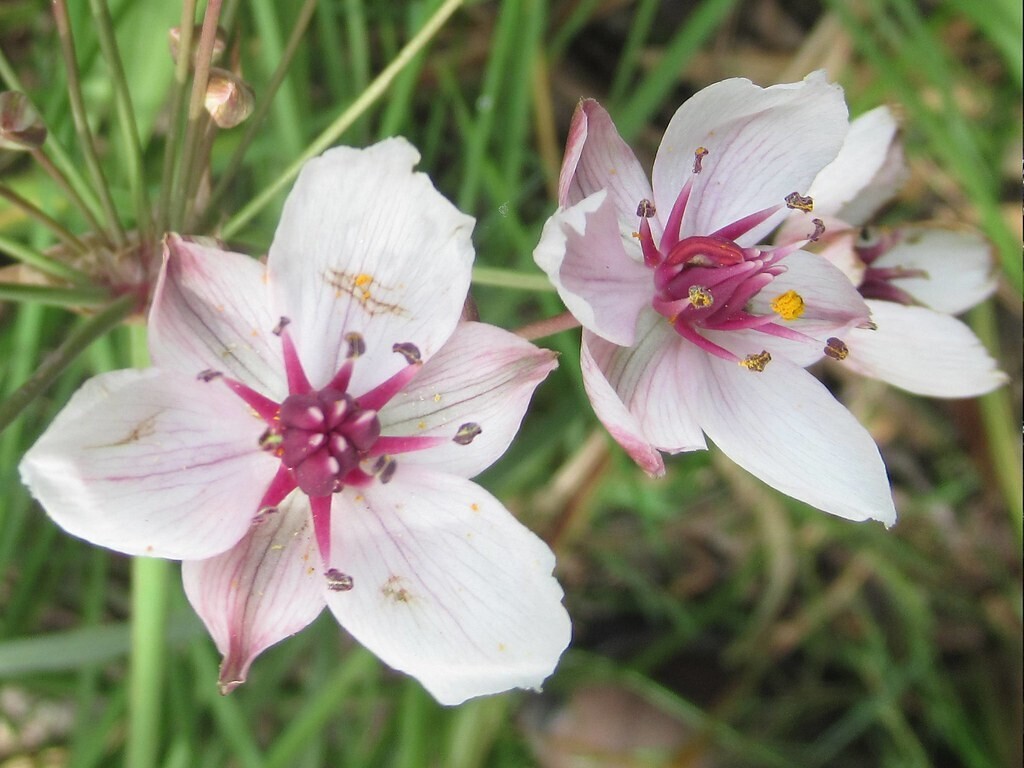 Butomus umbellatus, Giunco fiorito - vaso Ø9 cm