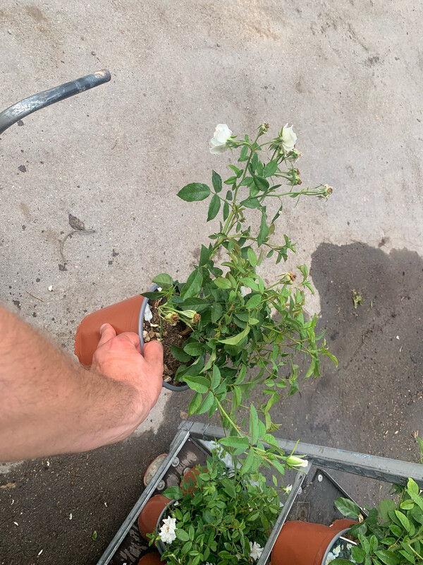 Rosa Iceberg, Rosa Paesaggistica Bianca - vaso Ø18 cm pontsco