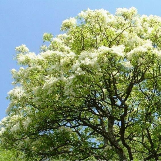 Fraxinus excelsior, Frassino Maggiore - vaso 3 litri, h 130 cm Fraxinus excelsior, Frassino Maggiore - vaso 3 litri, h 130 cm