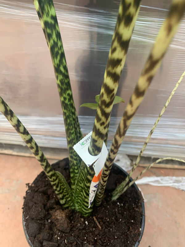 Alocasia Zebrina, Alocasia zebrina 'Tigrina', Alocasia zebrata - vaso Ø19 cm
