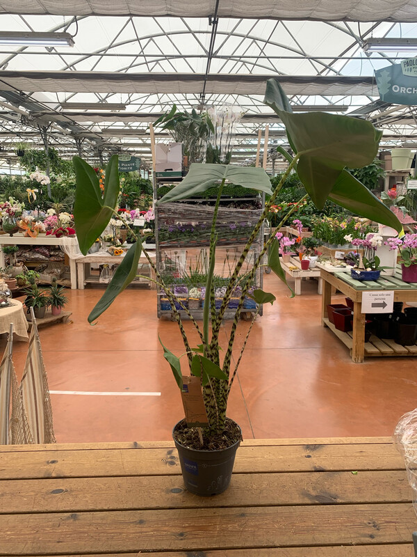 Alocasia Zebrina, Alocasia zebrina 'Tigrina', Alocasia zebrata - vaso Ø19 cm