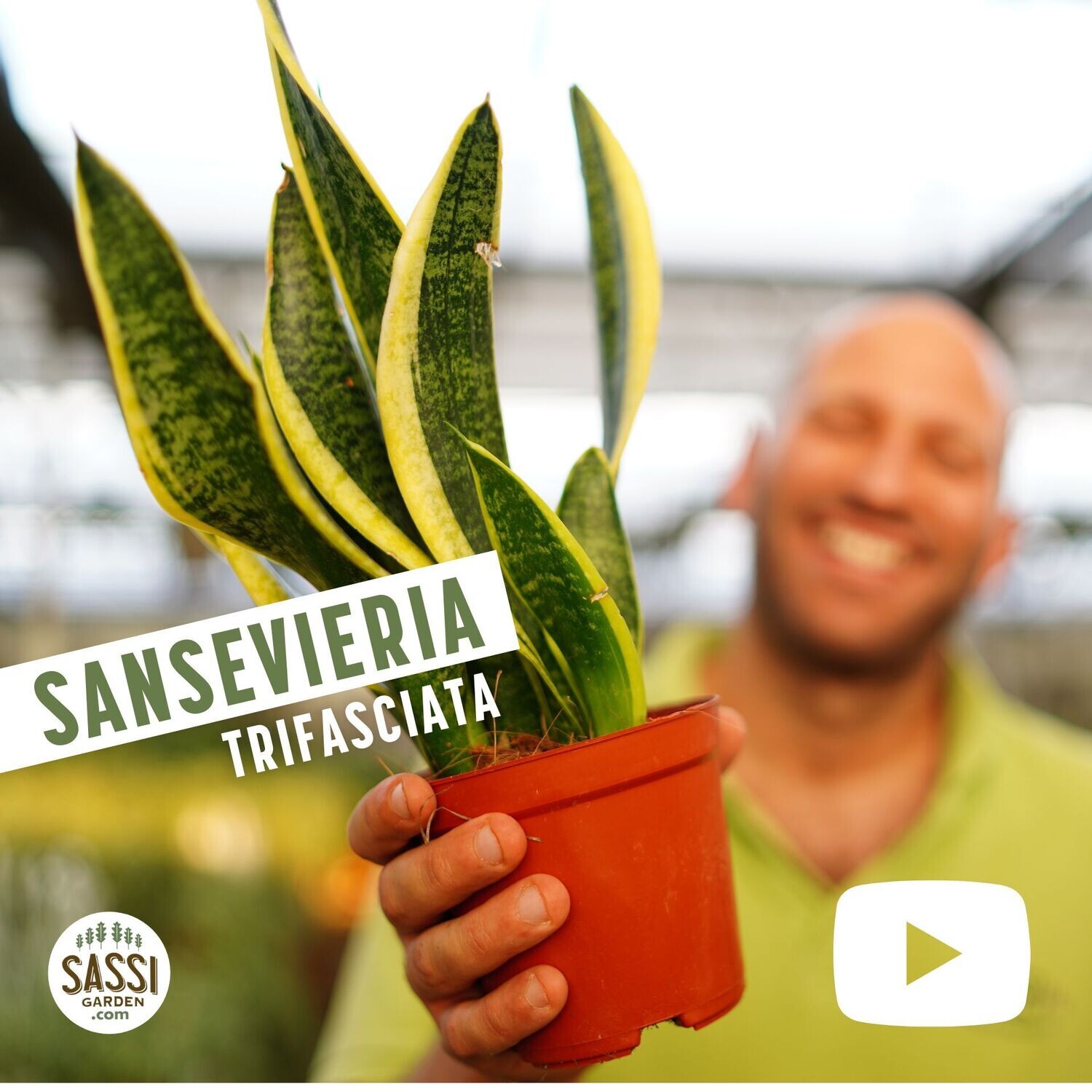 Sansevieria trifasciata 'Laurentii', Sansevieria Laurentii, Lingua di Suocera, Pianta serpente, Snake Plant - vaso Ø12 cm, h 30 cm