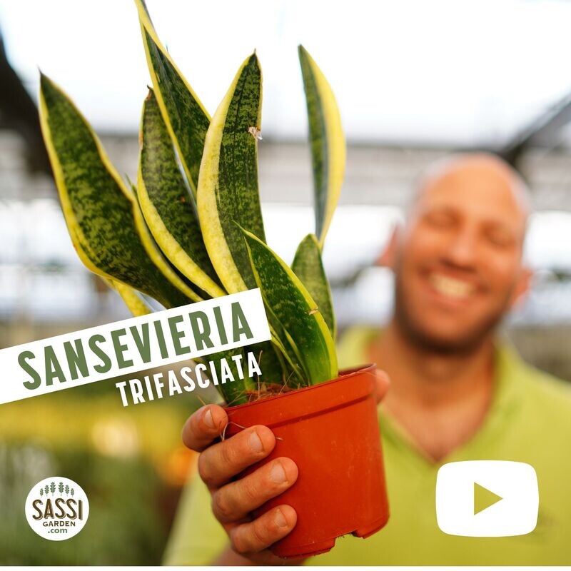 Sansevieria trifasciata 'Laurentii', Sansevieria Laurentii, Lingua di Suocera, Pianta serpente, Snake Plant - vaso Ø12 cm, h 30 cm Sansevieria trifasciata 'Laurentii', Sansevieria Laurentii, Lingua di Suocera, Pianta serpente, Snake Plant - vaso Ø12 cm, h 30 cm
