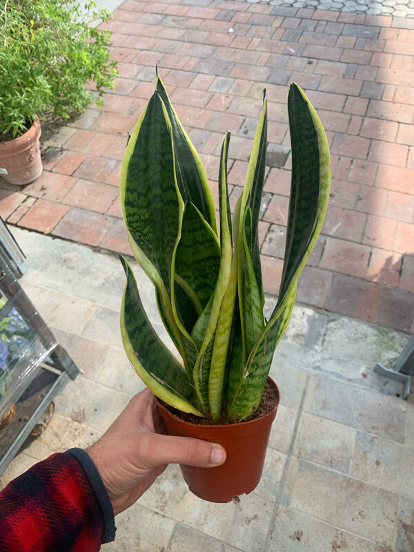 Sansevieria trifasciata 'Laurentii', Sansevieria Laurentii, Lingua di Suocera, Pianta serpente, Snake Plant - vaso Ø12 cm, h 30 cm