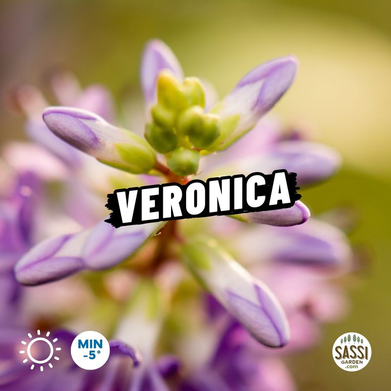 Hebe Andersonii Veronica variegata - vaso Ø14 cm