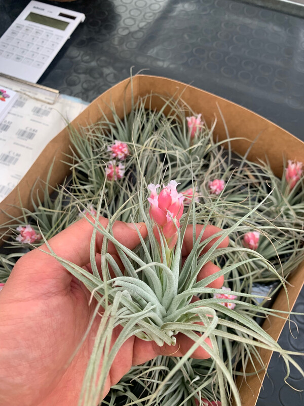 Tillandsia Cotton Candy