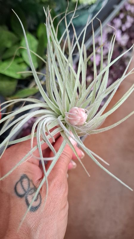 Tillandsia Cotton Candy