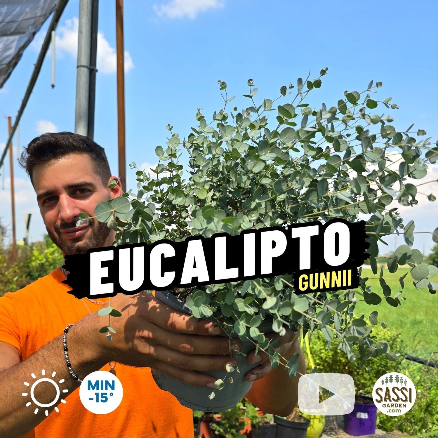 Eucalyptus gunnii, Eucalipto del sidro - vaso Ø17 cm