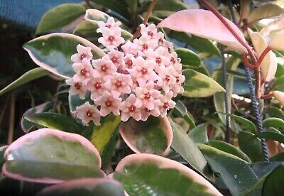 Hoya carnosa 'Krimson Queen' - vaso Ø14 cm