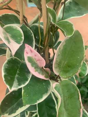 Hoya carnosa 'Krimson Queen' - vaso Ø14 cm